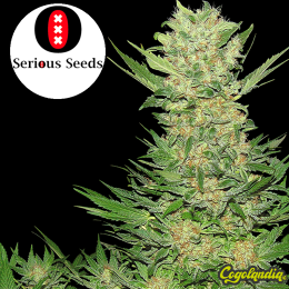 Double Dutch Regular - Serious Seeds Semillas de Marihuana