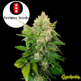 Chronic Regular - Serious Seeds Semillas de Marihuana Regulares