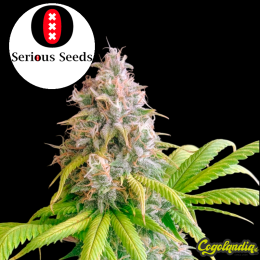 Bubble Gum Regular - Serious Seeds Semillas de Marihuana