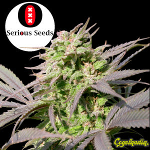Biddy Early Regular - Serious Seeds Semillas de Marihuana