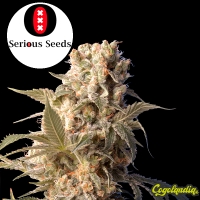 Ak-47 Regular - Serious Seeds Semillas de Marihuana Regulares