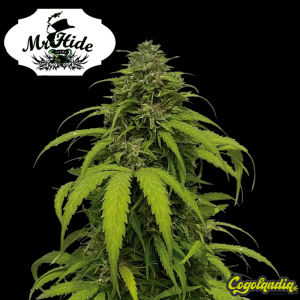 Auto CBG Strong - Mr Hide Seeds