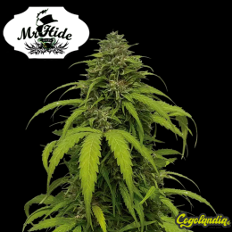 Auto CBG Strong - Mr Hide Seeds