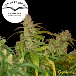 Semilla CBG Force - Dutch Passion