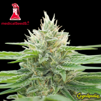 Eboshi CBG - Medical Seeds