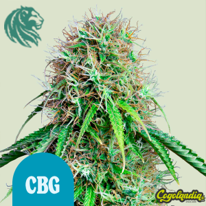 Royal CBG Auto - Royal Queen Seeds Inicio