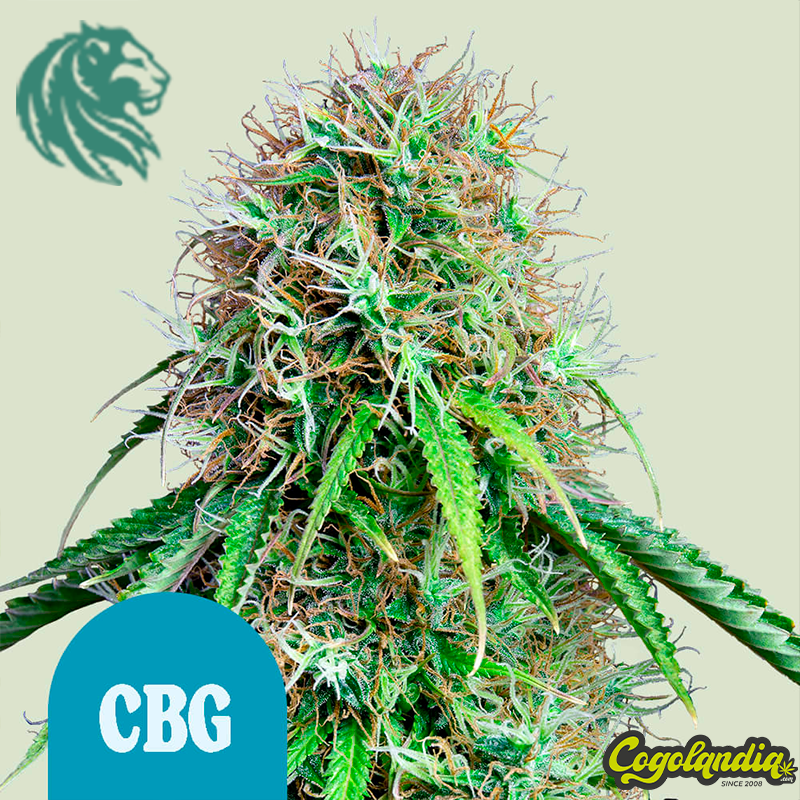 Royal CBG Auto - Royal Queen Seeds Inicio