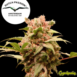 Auto CBG Force - Dutch Passion