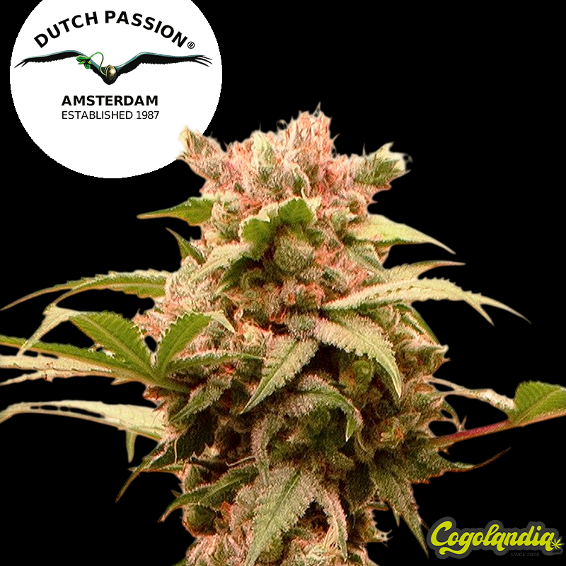Auto CBG Force - Dutch Passion