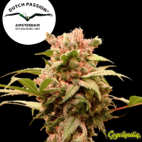 Auto CBG Force - Dutch Passion