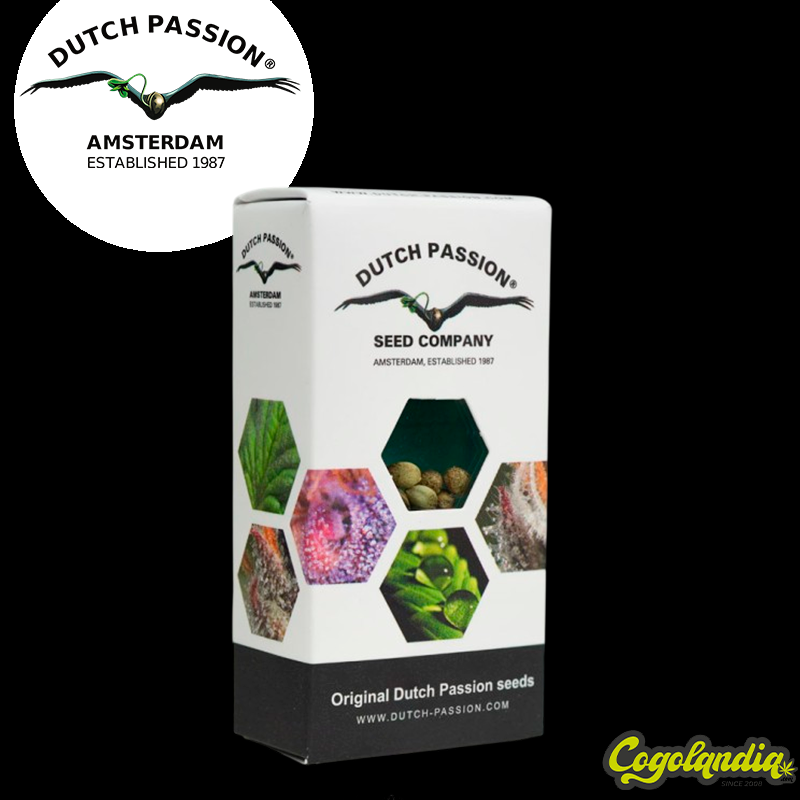 Auto CBG Force - Dutch Passion