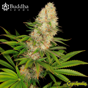 Panakeia High Terpenes CBG - Buddha Seeds