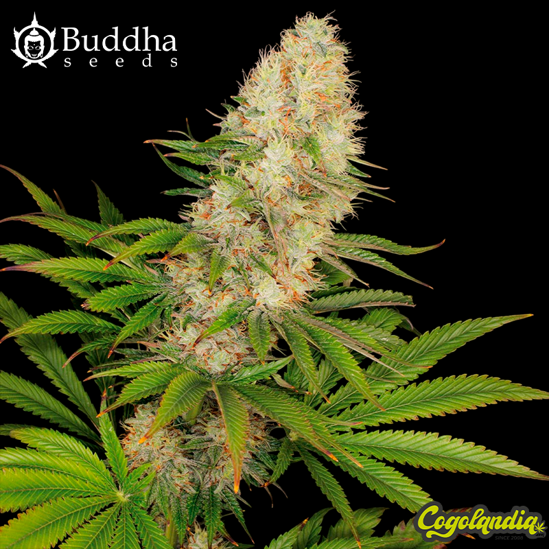 Panakeia High Terpenes CBG - Buddha Seeds
