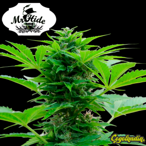 Auto Winweed CBD - Mr Hide Seeds Semillas de marihuana