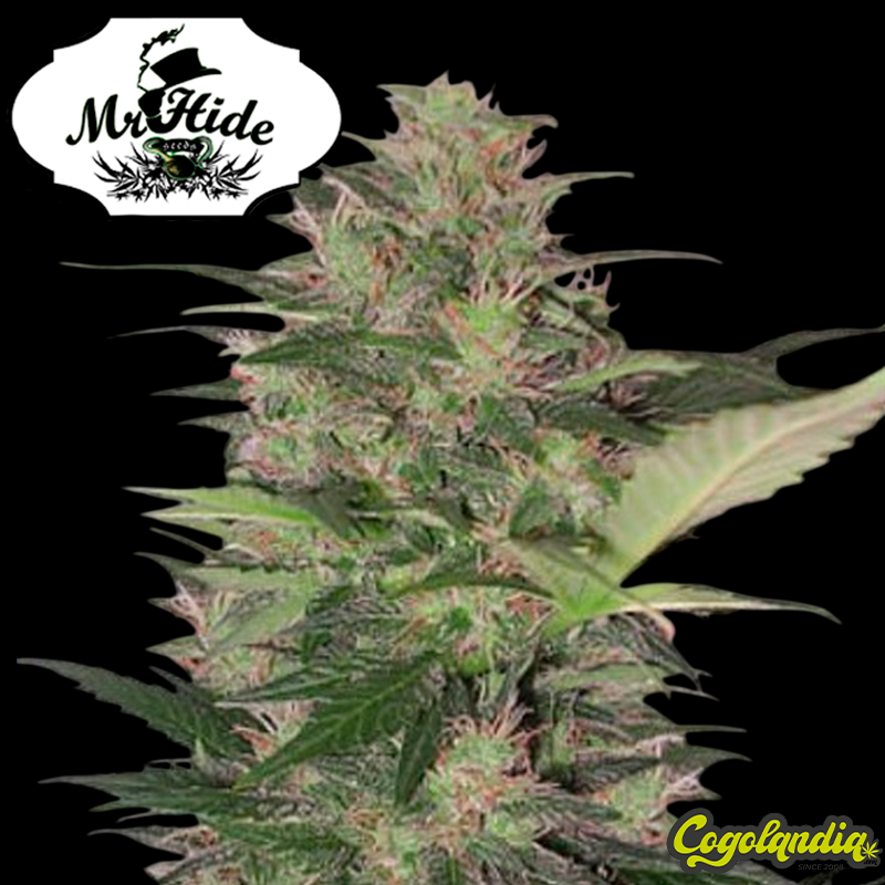 Auto Gorilla Cream - Mr Hide Seeds