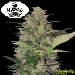 Auto Gorilla Cream - Mr Hide Seeds