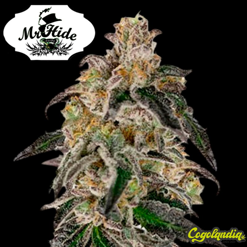 Auto Gelato Ice - Mr Hide Seeds Semillas de marihuana