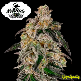 Auto Gelato Ice - Mr Hide Seeds Semillas de marihuana