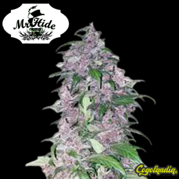 Auto Tripin 25 - Mr Hide Seeds Semillas de marihuana