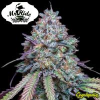 Auto Girl Scout Cookies - Mr Hide Seeds