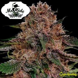 Auto Runtz - Mr Hide Seeds