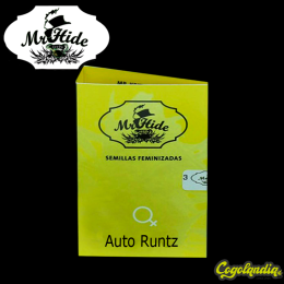 Auto Runtz - Mr Hide Seeds