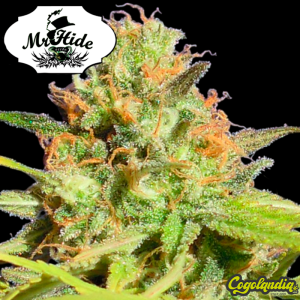Auto Zkittlez - Mr Hide Seeds Semillas de marihuana