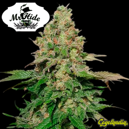 Auto Black Banana - Mr Hide Seeds Semillas de marihuana