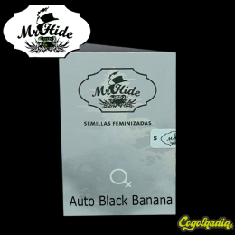 Auto Black Banana - Mr Hide Seeds Semillas de marihuana