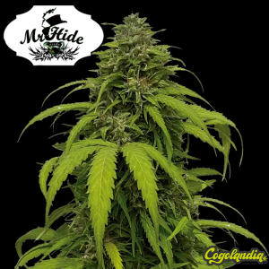 Auto Amnesia - Mr Hide Seeds Semillas de marihuana