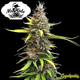 Auto Mazar Blue - Mr Hide Seeds Semillas de marihuana