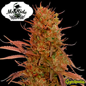 Auto Cream Mass - Mr Hide Seeds Semillas de marihuana