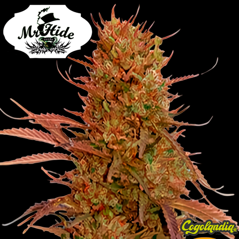 Auto Cream Mass - Mr Hide Seeds Semillas de marihuana