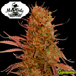 Auto Cream Mass - Mr Hide Seeds Semillas de marihuana
