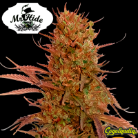 Auto Cream Mass - Mr Hide Seeds Semillas de marihuana