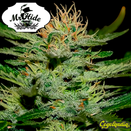 Auto White Widow - Mr Hide Seeds