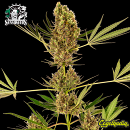 Sensi n41 Auto CBD - Sensi Seeds Semillas de marihuana
