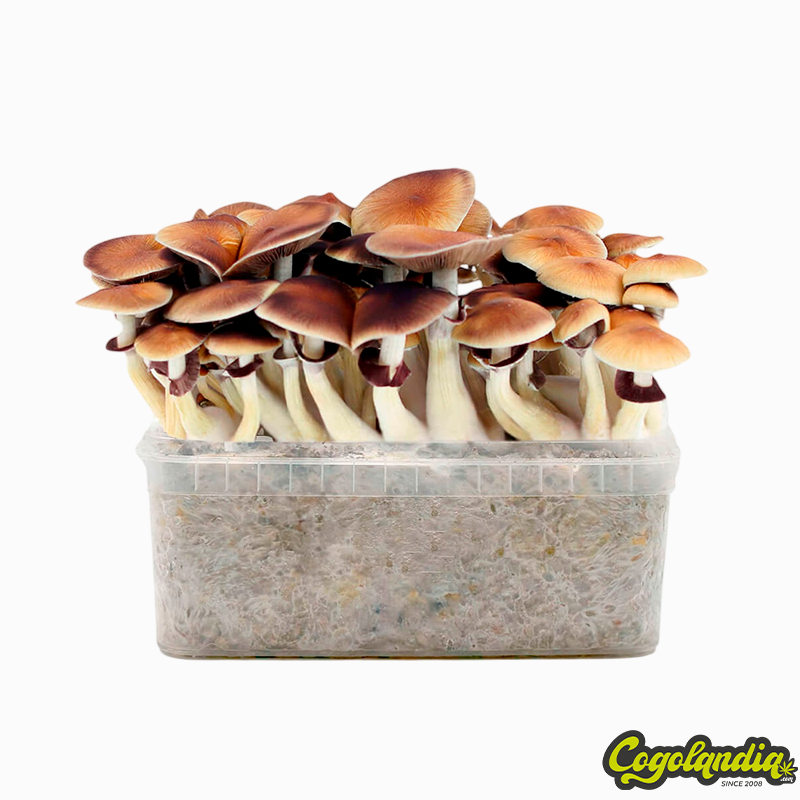 Pan de Setas Golden Teacher Pan de Setas