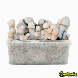 Pan de Setas Yeti Pan de Setas