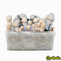 Pan de Setas Yeti Pan de Setas