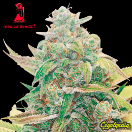 Strawberry Cake CBD - Medical Seeds