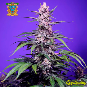 Permanent Marker XL Auto - Sweet Seeds