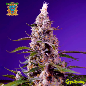 Banana Cream Cake XL Auto - Sweet Seeds