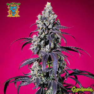 Tropicanna Cherry XL Auto - Sweet Seeds