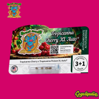 Tropicanna Cherry XL Auto - Sweet Seeds 