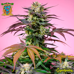 Gelonade - Sweet Seeds