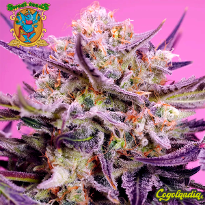 Pink Guava F1 - Sweet Seeds