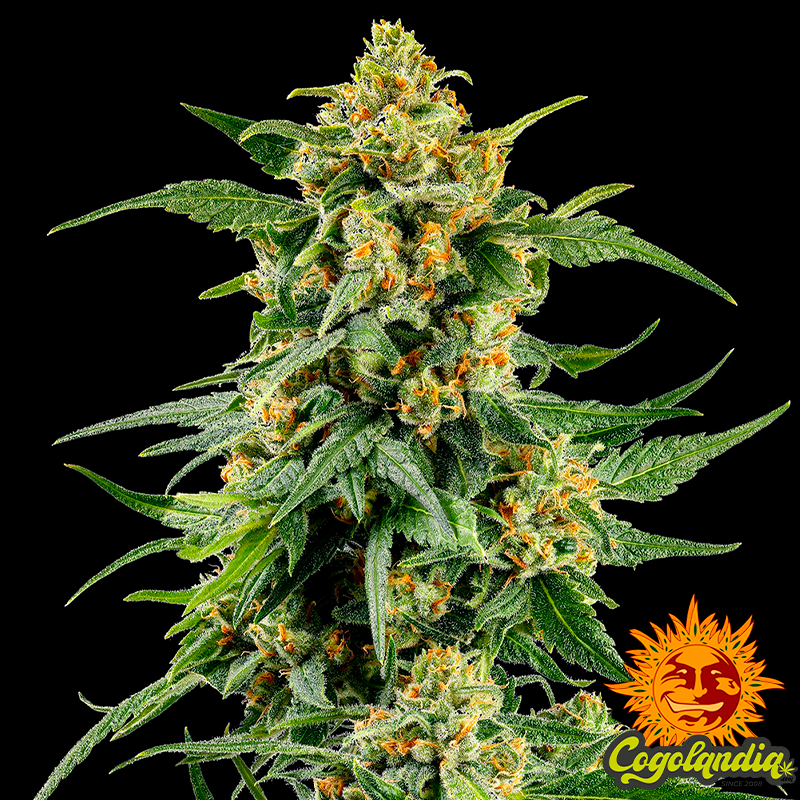 Skunk n1 - Barney's Farm Semillas Feminizadas