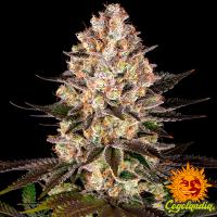 Hindu Kush - Barney's Farm 