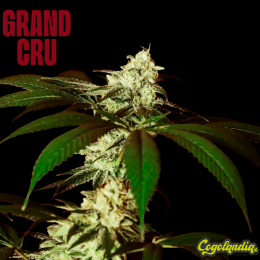Kosher Kush BX2 - Grand Cru Genetics 